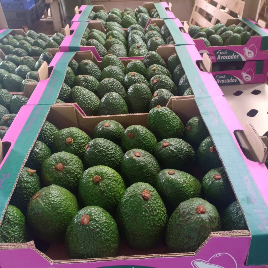 Fresh Avocado