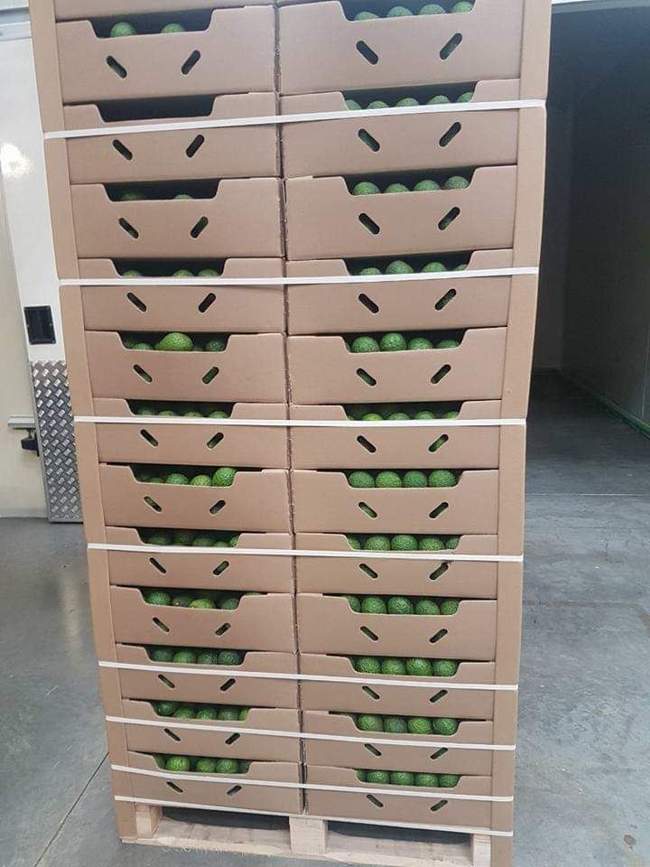 Fresh Avocado