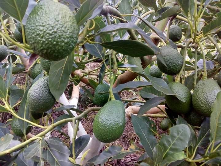 Fresh Avocado