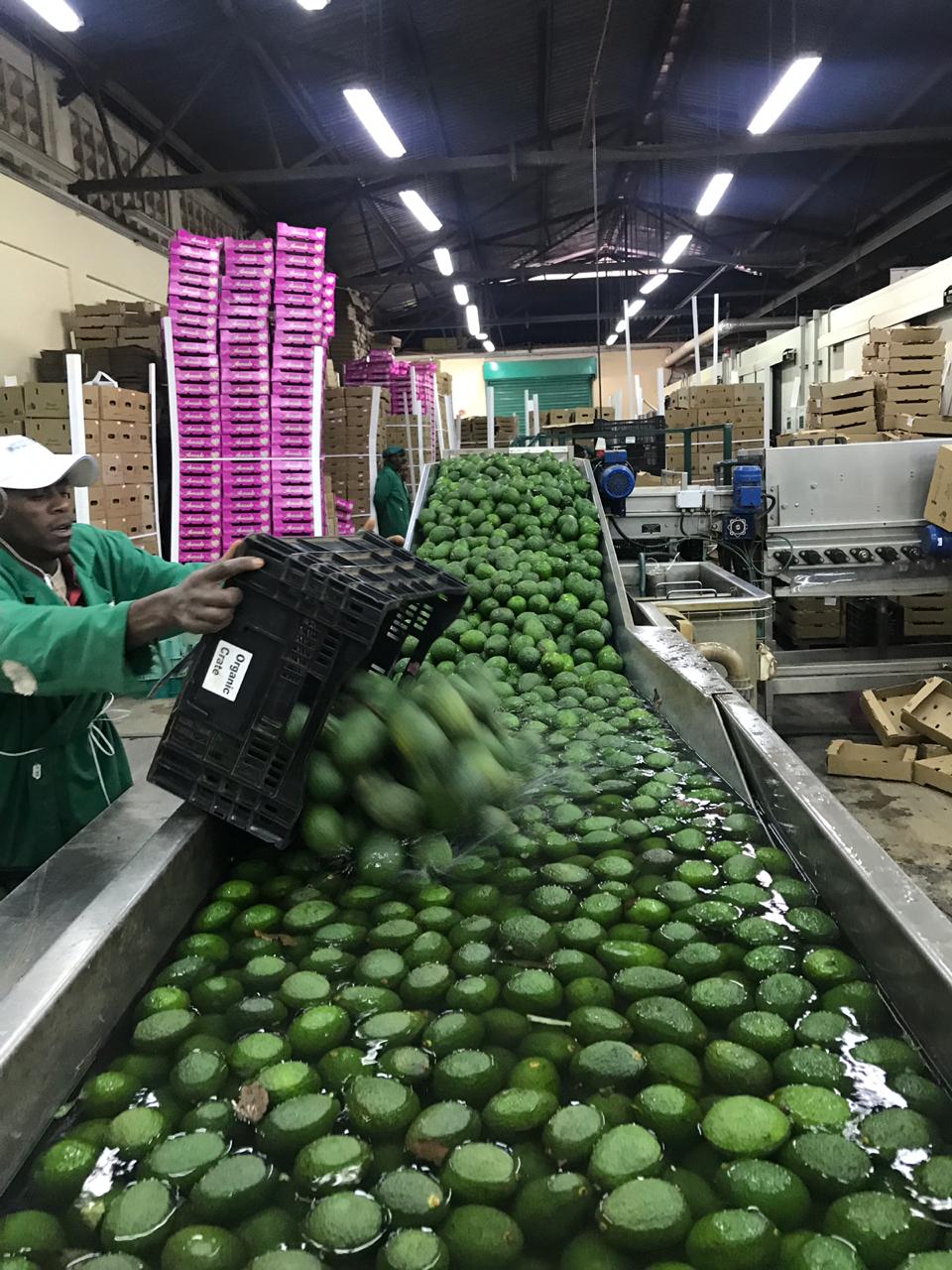 Fresh Avocado