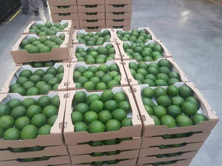 Fresh Avocado